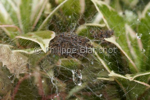 Pisauridae_1496.JPG - France, Morbihan (56), Araneae, Pisauridae, Pisaure admirable (Pisaura mirabilis), bébés araignées dans la toile pouponnière, Young spiders of Nursery web spider